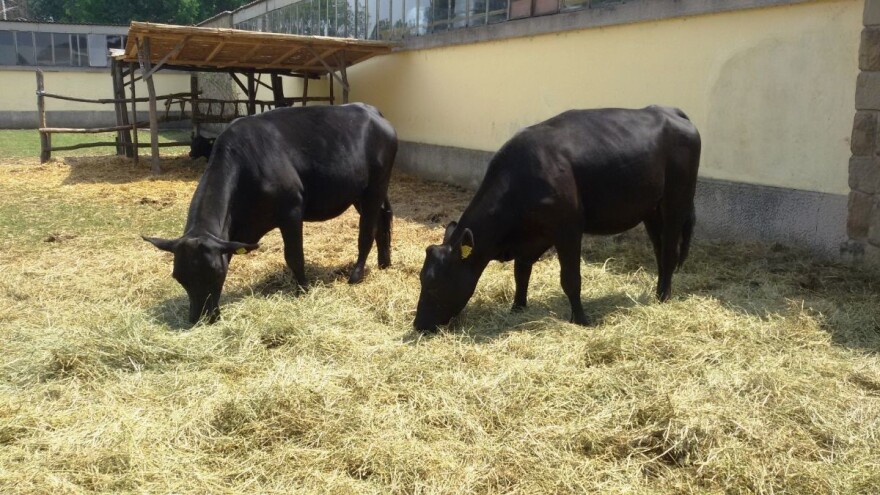 Kompanija "Đurđević": Angus iz Irske za bolji kvalitet mesa u Srbiji