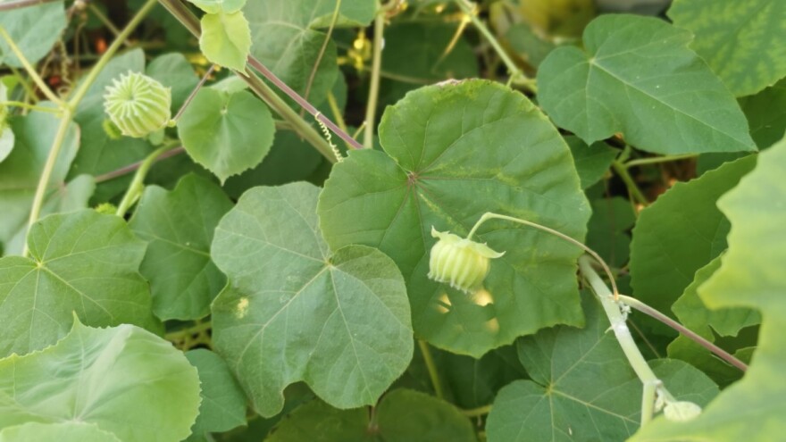 Teofrastov mračnjak: Invazivni korov ili korisna kultura?