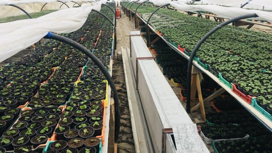 Proizvodnja cveća u plastenicima bez grejanja: Kako započeti već u februaru?