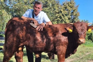 Potražnja veća od ponude: Zašto se u Hrvatskoj ne uzgaja više Salersa?