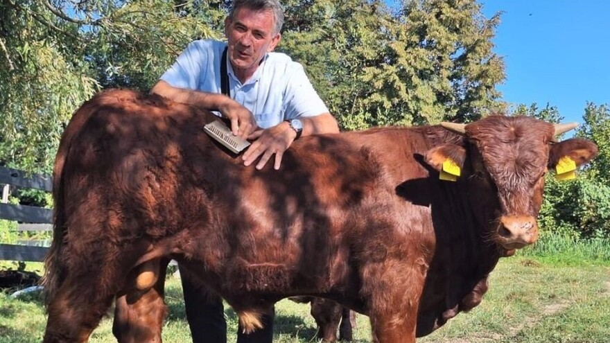 Potražnja veća od ponude: Zašto se u Hrvatskoj ne uzgaja više Salersa?