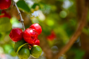 Acerola nalikuje na trešnju, a bogatija C vitaminom od narandže