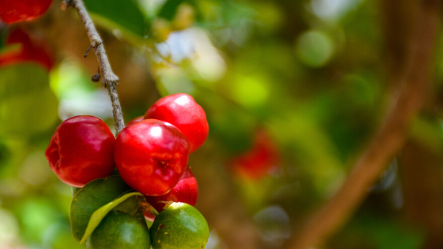 Acerola nalikuje na trešnju, a bogatija C vitaminom od narandže