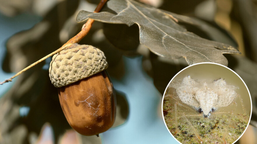 Hrastova stjenica hara šumama Potkozarja i Lijevče polja - napada i voćke?