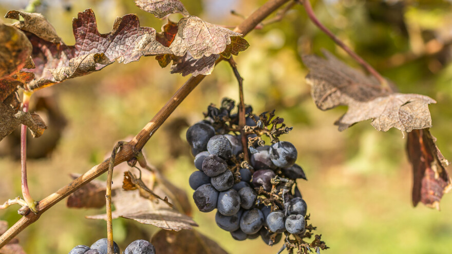 Sudjeluj u anketi i pomozi reviziju vinogradarskih zona u skladu s klimatskim promjenama