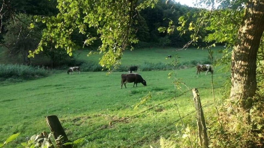 Za kvalitetnu ispašu bitna je gnojidba kompleksnim mineralnim hranjivima