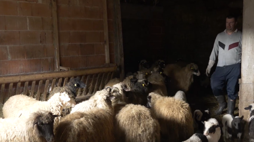 Admir Zimić: Ako je ovca neka je pramenka, a govedo simentalac, šta bira s ražnja?