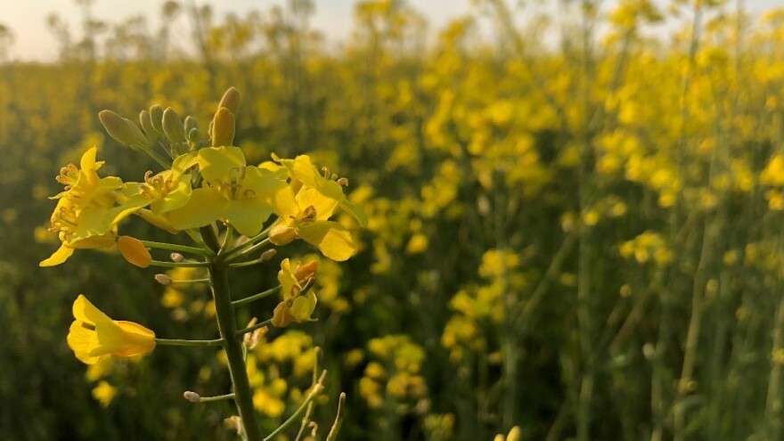Stanje ozimih ratarskih usjeva u uvjetima smanjene količine oborina