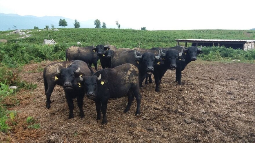 Tko je tjerao zeca, a istjerao krupniju divljač s krških pašnjaka?