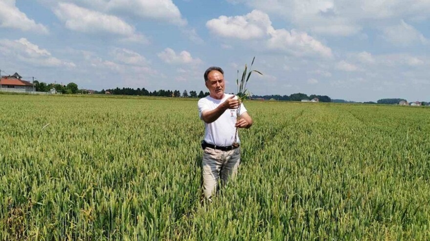 Na pojedinim semberskim njivama vršaja pšenice neće biti