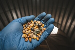 Aflatoksin u kukuruzu prošlogodišnjeg roda