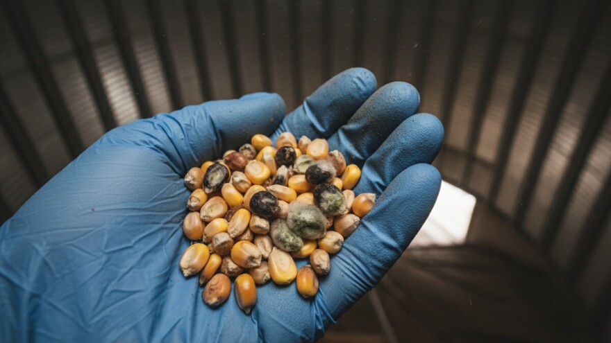 Aflatoksin u kukuruzu prošlogodišnjeg roda