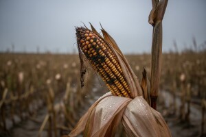 Aflatoksin zaustavio isporuku mlijeka s mnogih farmi