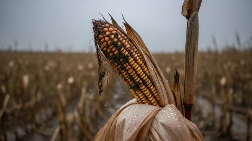 Aflatoksin zaustavio isporuku mlijeka s mnogih farmi
