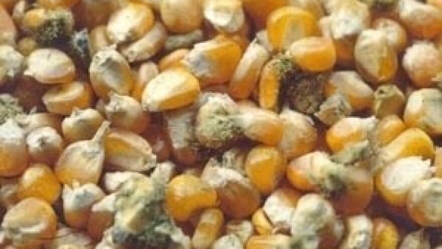 Kako se na prirodan način riješiti mikotoksina?