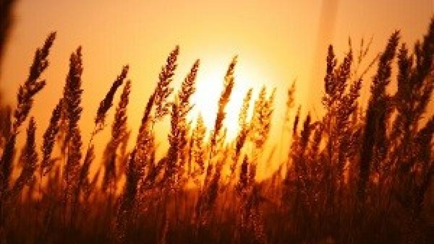 Veliki investitori zakupljuju zemljište u siromašnim državama