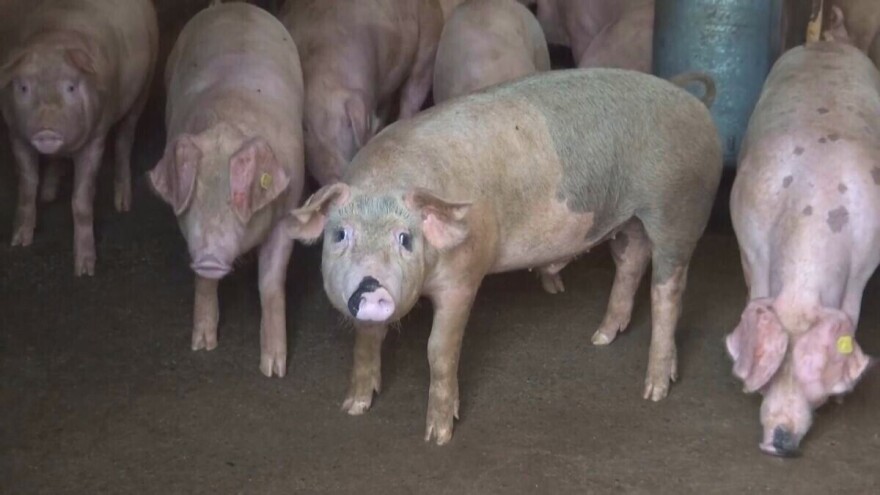 ASK proglašena i u okolini Bajine Bašte