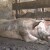 Afrička svinjska kuga potvrđena na teritoriji Kovina