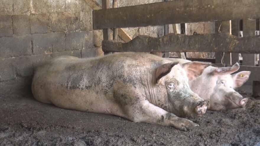 Afrička svinjska kuga potvrđena na teritoriji Kovina