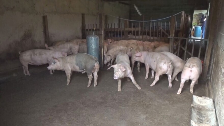 AKS u Kolubarskom okrugu - kako suzbiti dalje širenje?