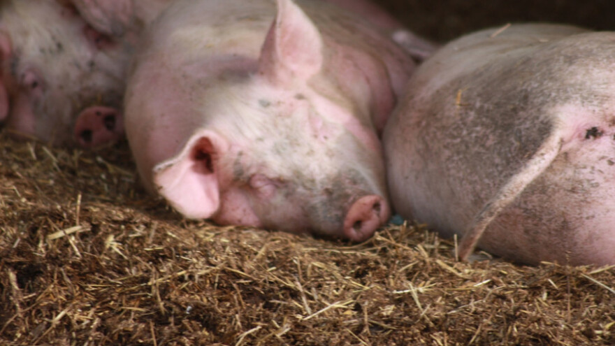 Afrička kuga - kontrola i prevencija