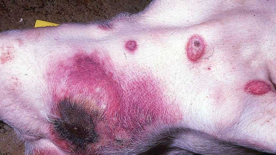 Afrička kuga svinja pred vratima