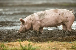 Afrička svinjska kuga: Ukinuta zona zaštite i zona nadziranja u Osječko-baranjskoj županiji