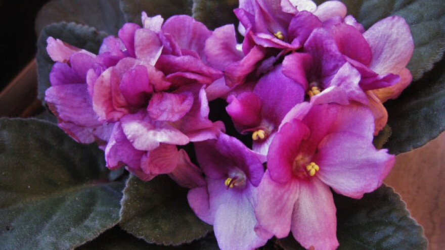 Nema svjetla? Nema problema, ovo sobno bilje voli sjenu