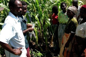 Gladuju, napadaju ih skakavci i koronavirus: Može li Afrika opstati?