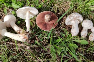 Možemo li se prevariti skupljajući divlje šampinjone?