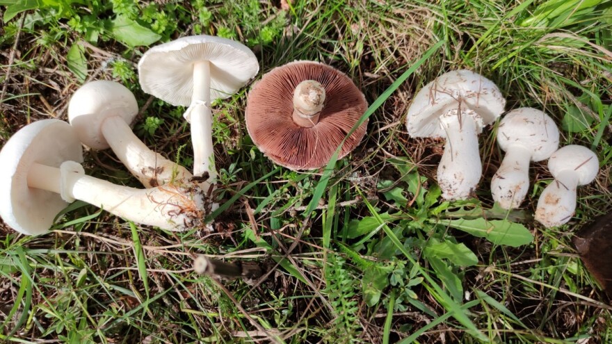 Možemo li se prevariti skupljajući divlje šampinjone?