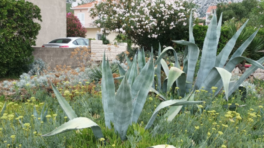 Agava čuva tlo od erozije, a može se uzgajati i kod nas