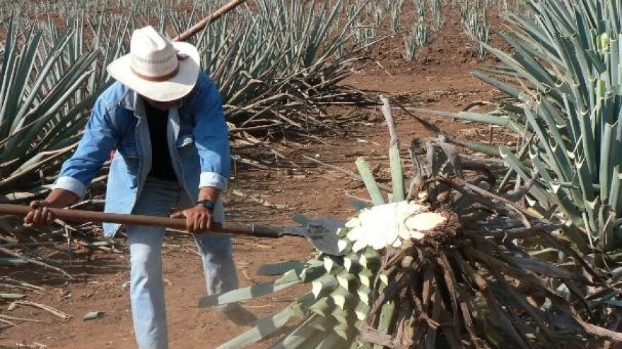 Izumire li tradicija gajenja agave?
