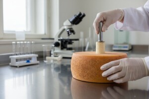 Agencija za hranu treba odrediti koliko toksina smije biti u siru