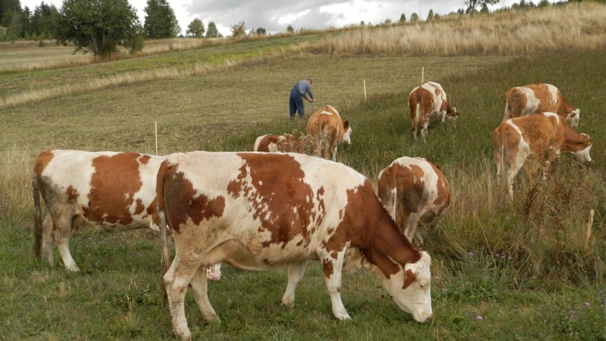 Zbog "letnjeg potopa" stadima preti glad