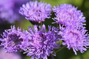 10 biljaka koje će oterati komarce i druge insekte
