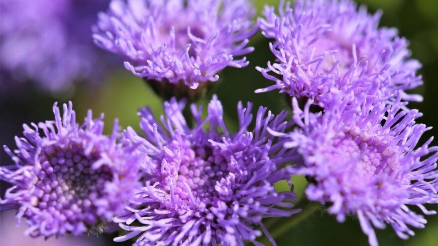 10 biljaka koje će oterati komarce i druge insekte