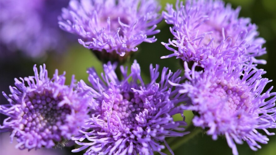 10 biljaka koje će otjerati komarce i druge bube