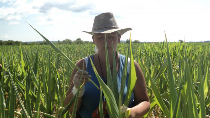 Bajkerica koja uzgaja fajferice, eko povrće i ratarske kulture!