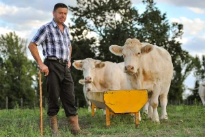 Manji broj slučajeva kravljeg ludila u 2015.
