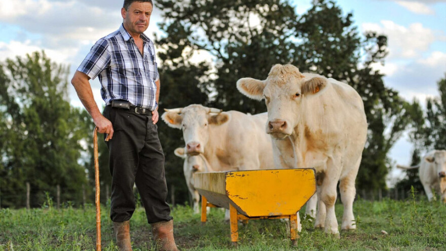 Manji broj slučajeva kravljeg ludila u 2015.