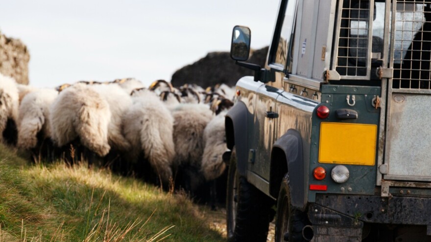 U Velikoj Britaniji naveliko kradu ovce: Prošle nedelje otuđeno 64 grla