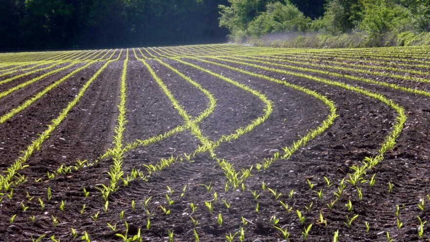 Preporuka ratarima USK: Kukuruz u najkritičnijem stanju, treba folijarnu prihranu