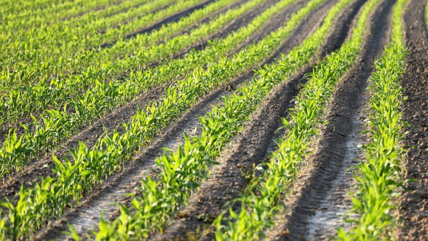Šta je to UPOV i kakav značaj ima za poljoprivredu?!