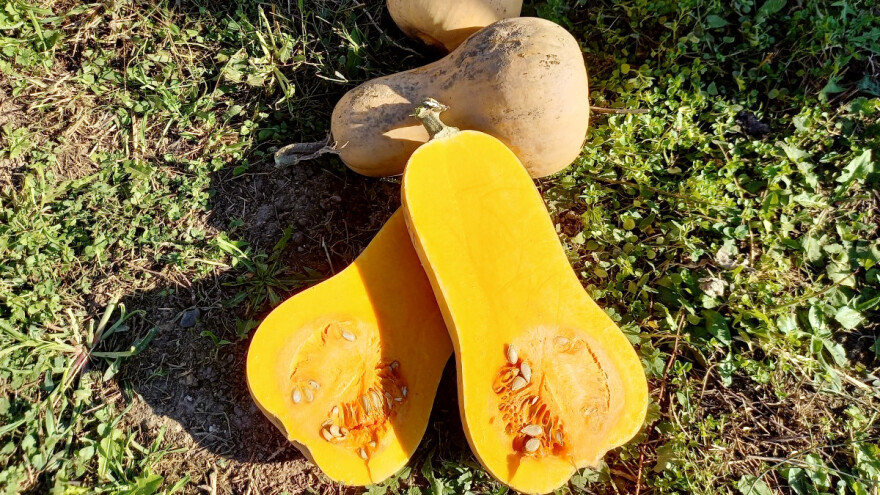 Muskatna tikva - violina: Otporna na bolesti, dobro uspijeva u ravnicama