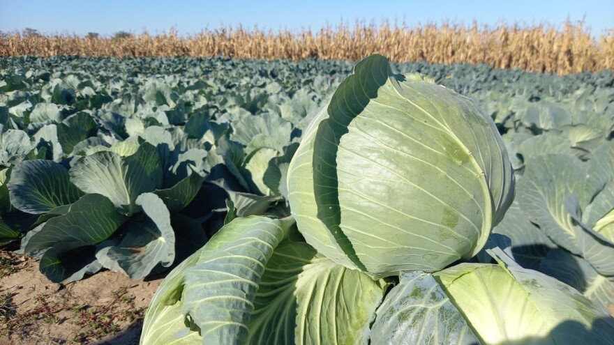 Kreće rasađivanje kupusnjača: Kako gajiti organski kupus?
