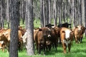 EU pilot projekt u agrošumarstvu!