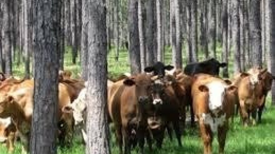 EU pilot projekt u agrošumarstvu!