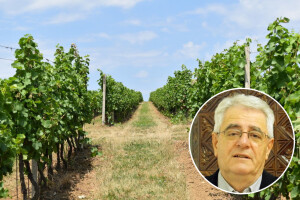 Tko želi vino piti, mora stalno u vinogradu biti