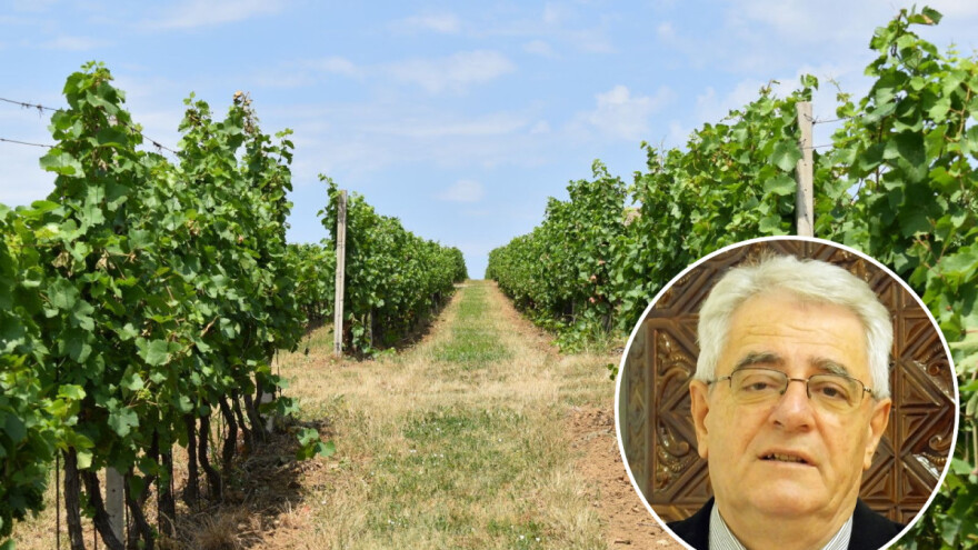 Tko želi vino piti, mora stalno u vinogradu biti